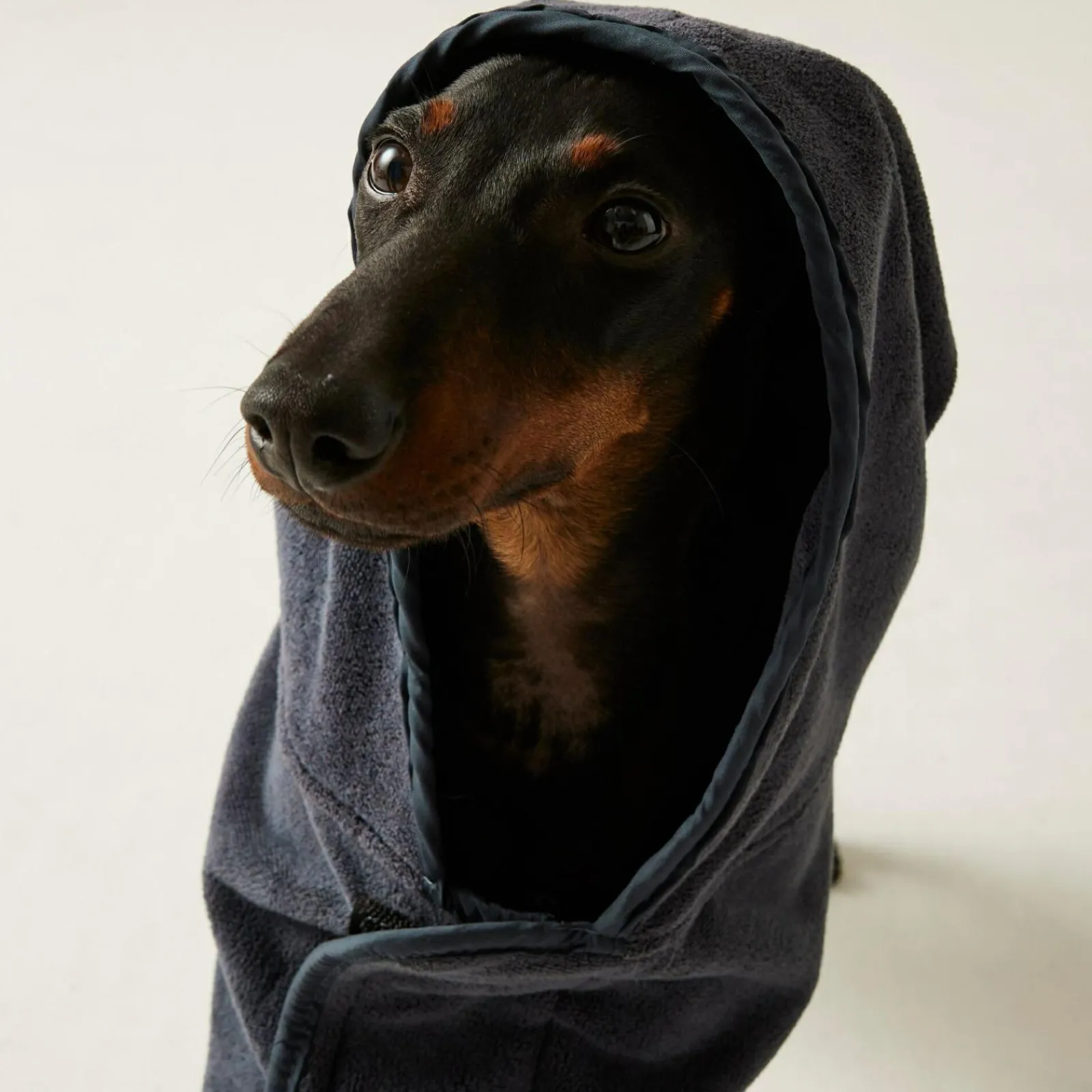 Regatta Manteau de séchage pour chien |< Manteaux Pour Chiens